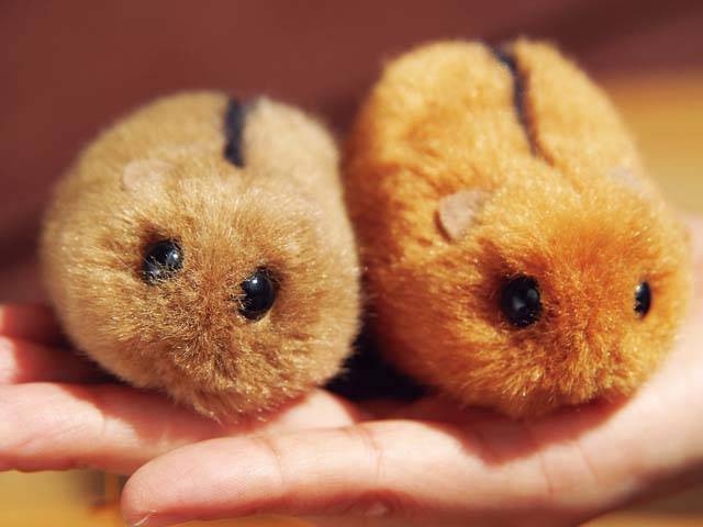 やまねミュージアムの営業時間 場所 地図等の情報 まっぷるトラベルガイド