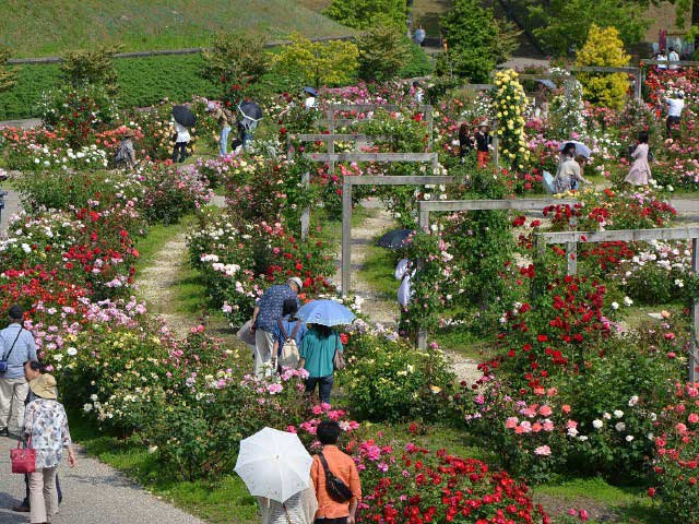 花フェスタ記念公園の営業時間 場所 地図等の情報 まっぷるトラベルガイド