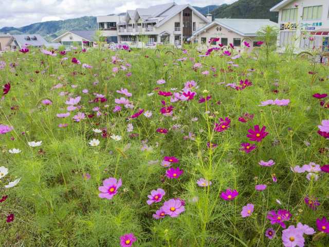 ほおのき平コスモス園の営業時間 場所 地図等の情報 まっぷるトラベルガイド