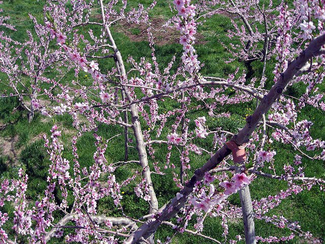 桃源郷の桃の営業時間 場所 地図等の情報 まっぷるトラベルガイド