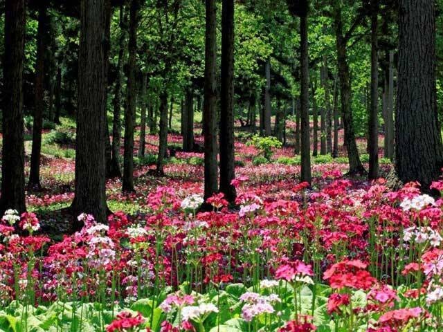 県立自然公園 宇津江 四十八滝 花の森 山野草花園の営業時間 場所 地図等の情報 まっぷるトラベルガイド