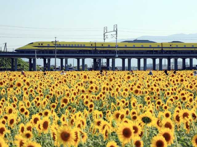 岐阜 飛騨で必ず行きたい ガイド編集部おすすめのその他花の名所スポット まっぷるトラベルガイド