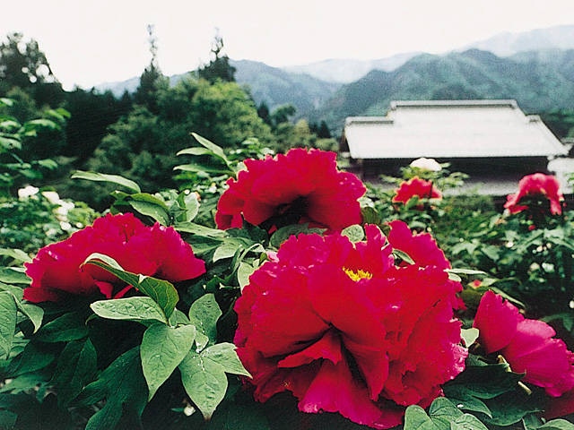 岐阜 飛騨で必ず行きたい ガイド編集部おすすめのその他花の名所スポット まっぷるトラベルガイド