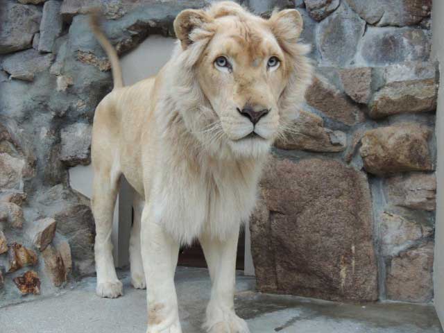 中国 四国で必ず行きたい ガイド編集部おすすめの動物園スポット まっぷるトラベルガイド