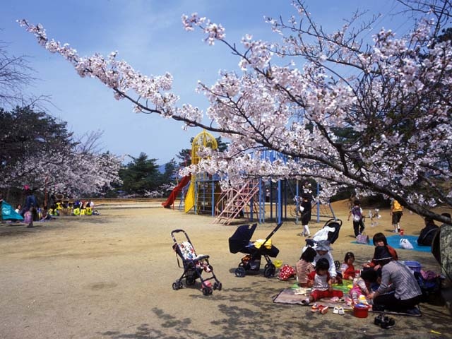 一の谷公園の桜の営業時間 場所 地図等の情報 まっぷるトラベルガイド