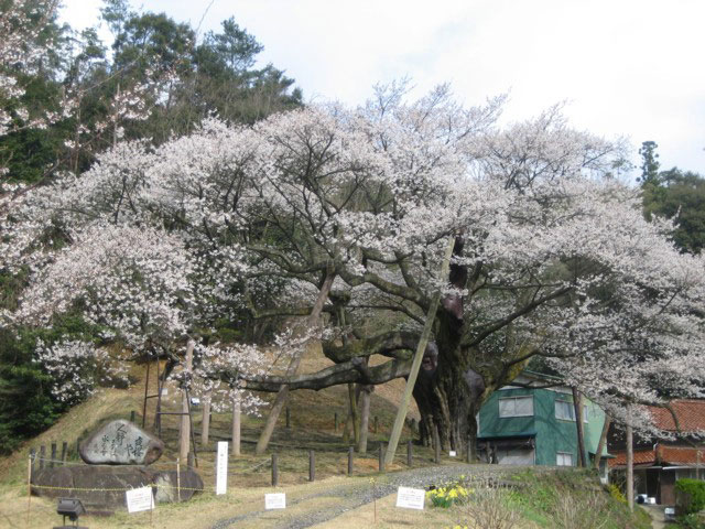 三隅大平桜の営業時間 場所 地図等の情報 まっぷるトラベルガイド