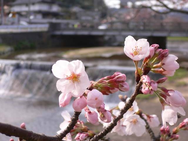 玉湯川桜並木の営業時間 場所 地図等の情報 まっぷるトラベルガイド