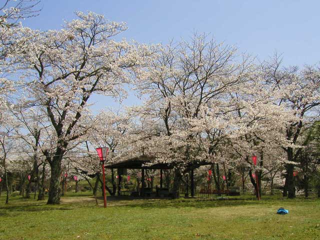 雲南 奥出雲で必ず行きたい ガイド編集部おすすめの桜の名所スポット まっぷるトラベルガイド