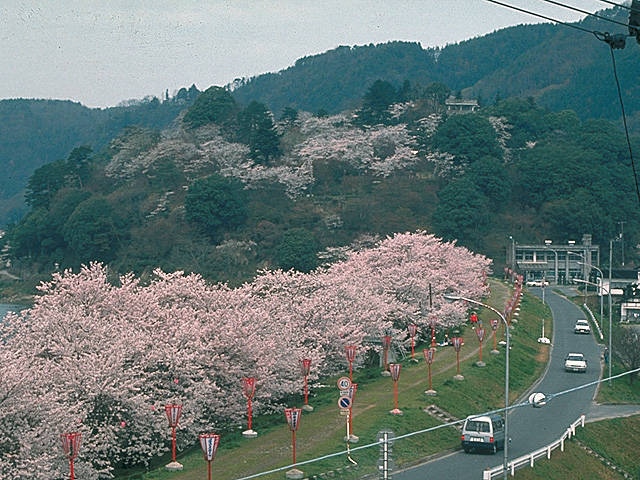 尾関山公園の桜 1枚目の画像 まっぷるトラベルガイド