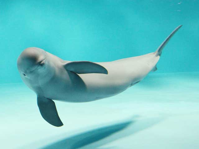 中国 四国で必ず行きたい ガイド編集部おすすめの水族館スポット まっぷるトラベルガイド