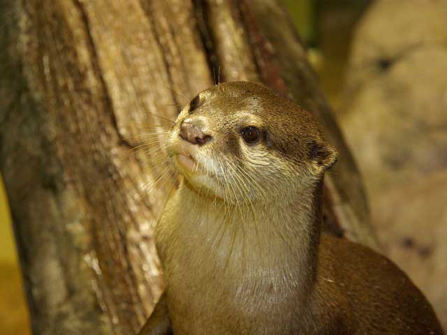 中国 四国で必ず行きたい ガイド編集部おすすめの水族館スポット まっぷるトラベルガイド