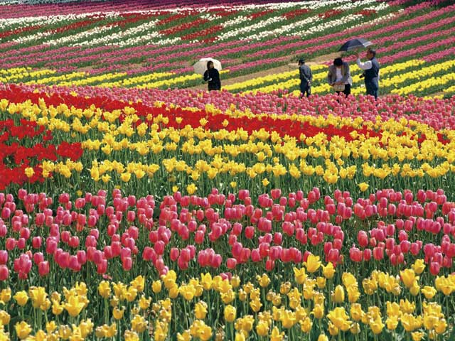 世羅高原農場の営業時間 場所 地図等の情報 まっぷるトラベルガイド