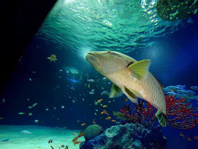 中国 四国で必ず行きたい ガイド編集部おすすめの水族館スポット まっぷるトラベルガイド