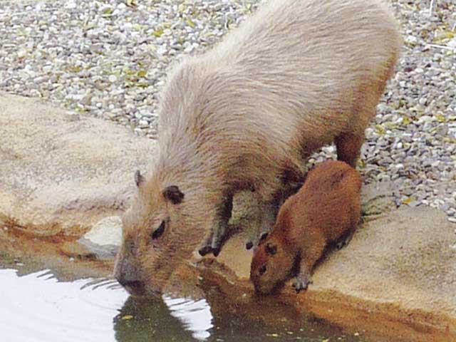 中国 四国で必ず行きたい ガイド編集部おすすめの動物園スポット まっぷるトラベルガイド