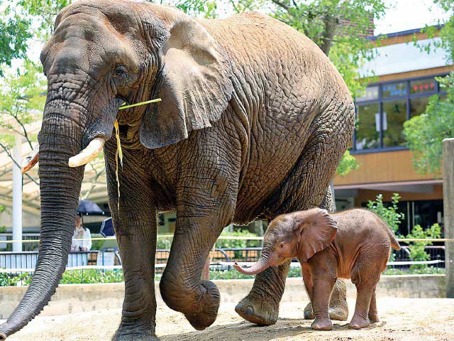 愛媛県立とべ動物園の営業時間 場所 地図等の情報 まっぷるトラベルガイド