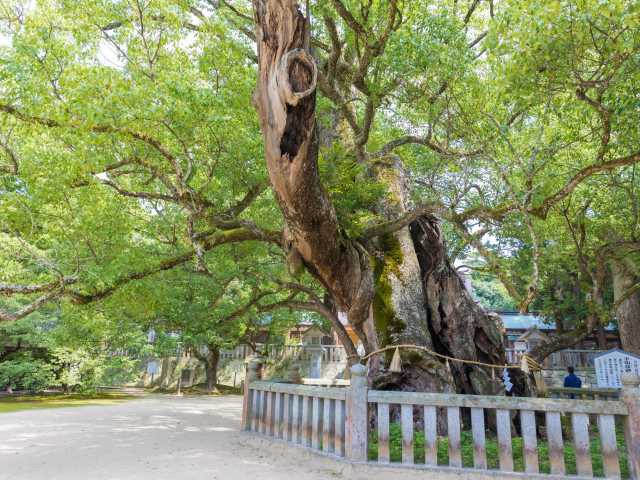 大三島で必ず行きたい ガイド編集部おすすめの見どころ レジャースポット まっぷるトラベルガイド