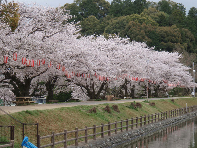 四国で必ず行きたい ガイド編集部おすすめの桜の名所スポット まっぷるトラベルガイド