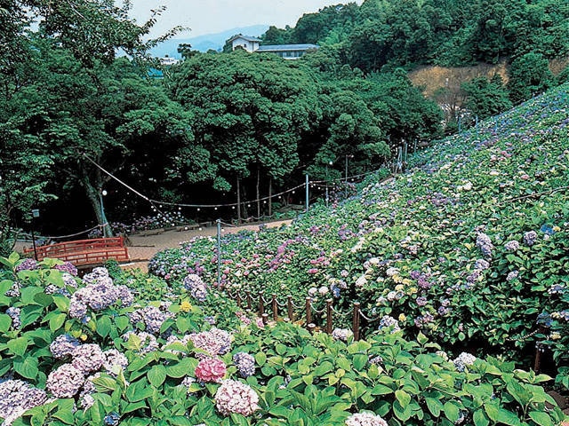 三河湾 渥美半島で必ず行きたい ガイド編集部おすすめのその他花の名所スポット まっぷるトラベルガイド