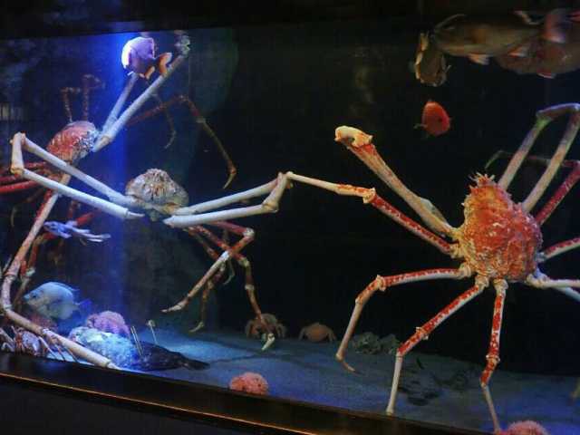 蒲郡 西浦温泉で必ず行きたい ガイド編集部おすすめの水族館スポット まっぷるトラベルガイド