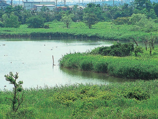 愛知県弥富野鳥園の営業時間 場所 地図等の情報 まっぷるトラベルガイド