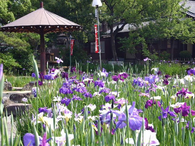 名古屋 愛知で必ず行きたい ガイド編集部おすすめのその他花の名所スポット まっぷるトラベルガイド