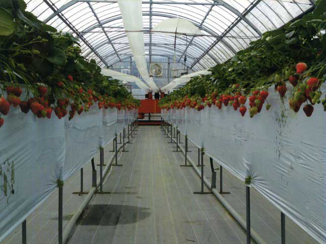 渥美半島 伊良湖岬で必ず行きたい ガイド編集部おすすめの観光農園 農場スポット まっぷるトラベルガイド