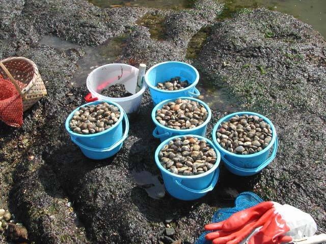 西浦 前ノ尻海岸 潮干狩りの営業時間 場所 地図等の情報 まっぷるトラベルガイド