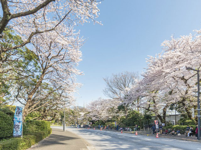 明治神宮外苑の桜の営業時間 場所 地図等の情報 まっぷるトラベルガイド