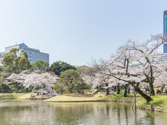 四ツ谷・神楽坂・水道橋で必ず行きたい!ガイド編集部おすすめの桜の 