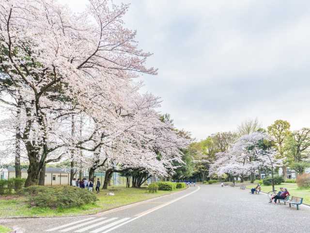 下北沢 三軒茶屋で必ず行きたい ガイド編集部おすすめの桜の名所スポット まっぷるトラベルガイド