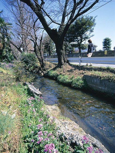 野火止用水の営業時間 場所 地図等の情報 まっぷるトラベルガイド