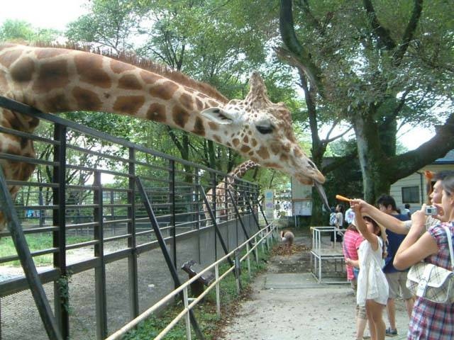 北関東で必ず行きたい ガイド編集部おすすめの動物園スポット まっぷるトラベルガイド