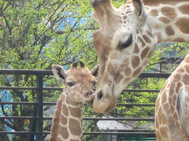 北関東で必ず行きたい ガイド編集部おすすめの動物園スポット まっぷるトラベルガイド