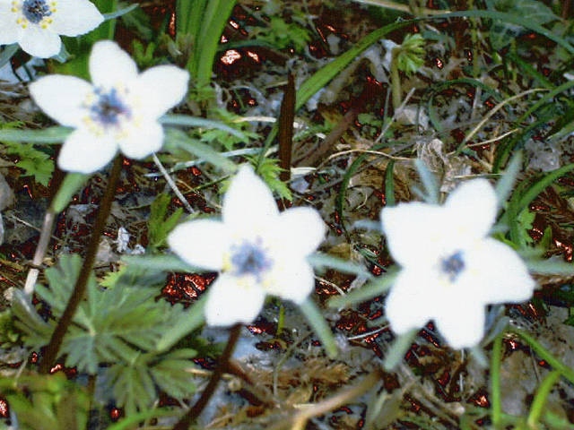 四季の森星野のセツブンソウの営業時間 場所 地図等の情報 まっぷるトラベルガイド