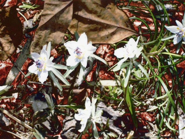 栃木で必ず行きたい ガイド編集部おすすめのその他花の名所スポット まっぷるトラベルガイド
