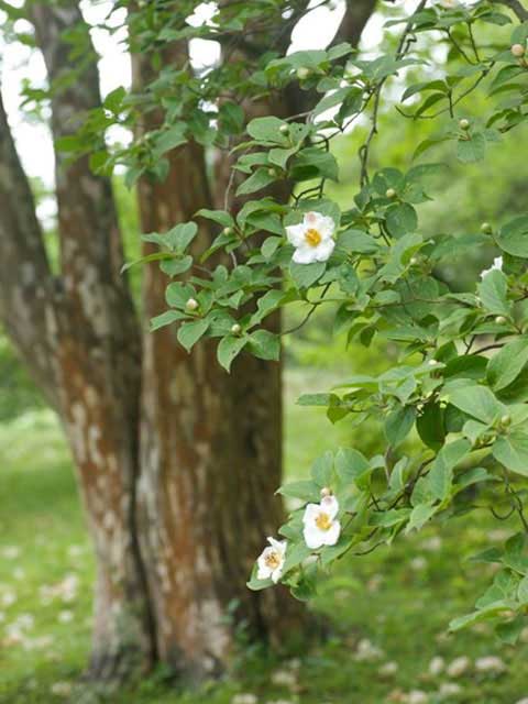 北関東で必ず行きたい ガイド編集部おすすめの植物園スポット まっぷるトラベルガイド
