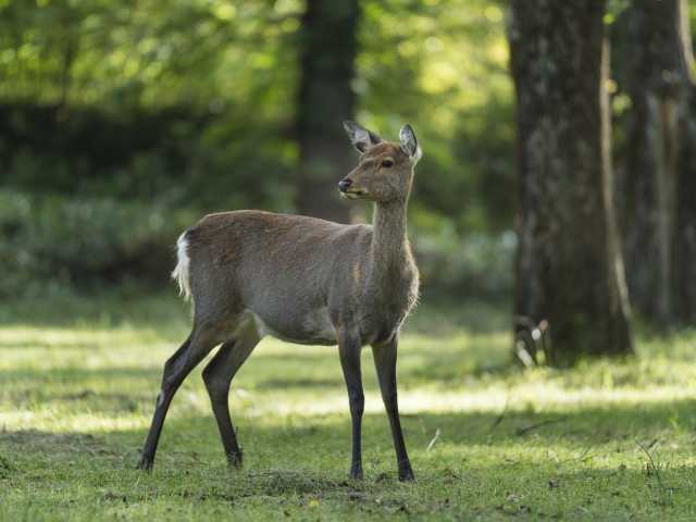 奥日光 戦場ヶ原で必ず行きたい ガイド編集部おすすめの見どころ レジャースポット まっぷるトラベルガイド