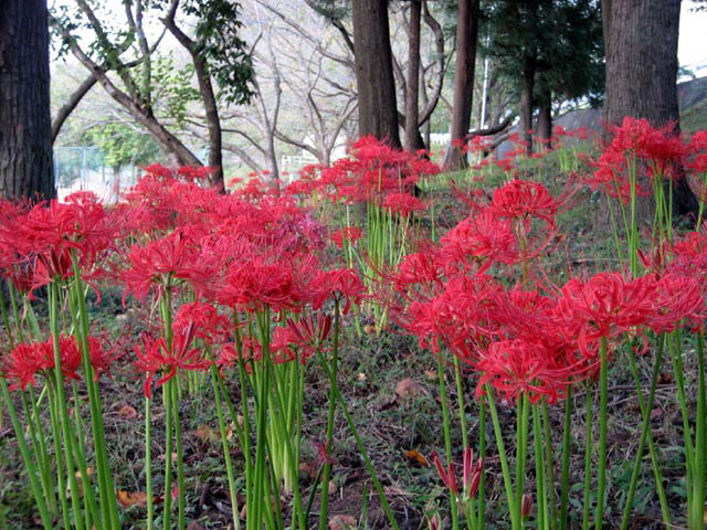 乙女かわらの里公園のヒガンバナ ー 9月下旬には遊歩道に沿って彼岸花が咲き 祭りも開催される 営業時間 場所 地図等の情報 まっぷるトラベルガイド