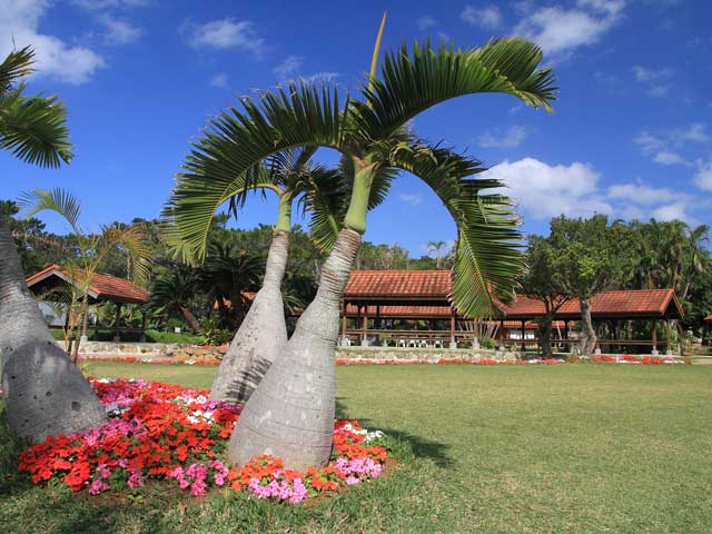 宮古列島で必ず行きたい ガイド編集部おすすめの植物園スポット まっぷるトラベルガイド