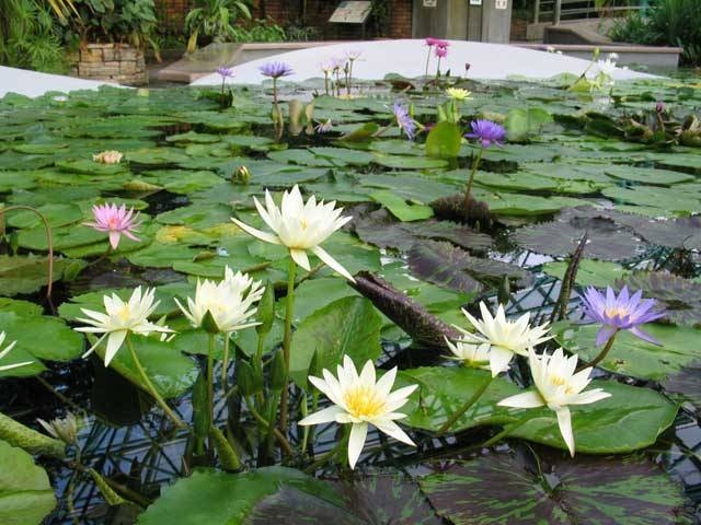 滋賀 琵琶湖で必ず行きたい ガイド編集部おすすめの植物園スポット まっぷるトラベルガイド