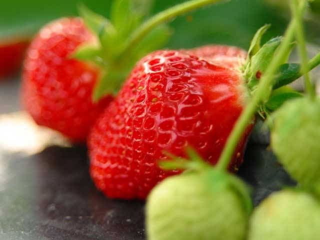 近江舞子観光いちご園 ー いちごの収穫体験ができる 秋にはさつまいもやピーナッツも収穫 営業時間 場所 地図等の情報 まっぷるトラベルガイド