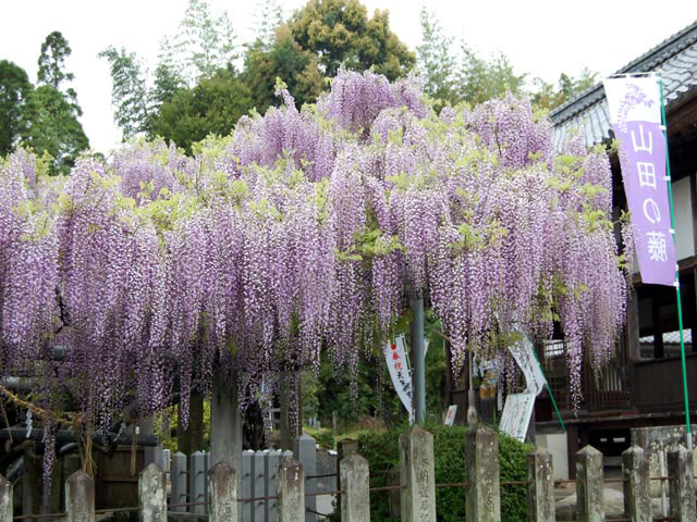 熊本で必ず行きたい ガイド編集部おすすめのその他花の名所スポット まっぷるトラベルガイド