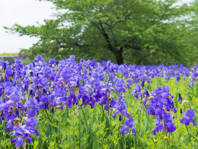 能登町柳田植物公園の営業時間 場所 地図等の情報 まっぷるトラベルガイド