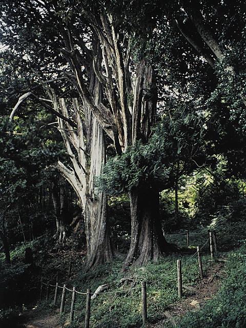 あての元祖 2枚目の画像 | まっぷるトラベルガイド