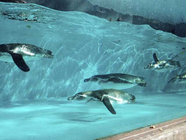 横浜で必ず行きたい ガイド編集部おすすめの動物園スポット まっぷるトラベルガイド