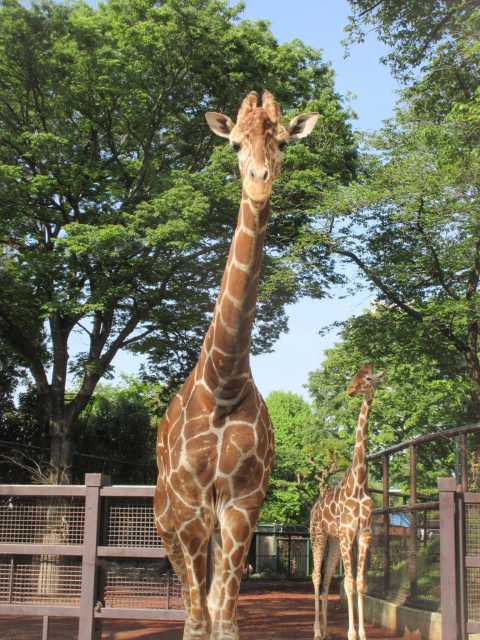 横浜で必ず行きたい ガイド編集部おすすめの動物園スポット まっぷるトラベルガイド