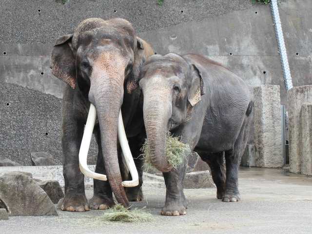 横浜で必ず行きたい ガイド編集部おすすめの動物園スポット まっぷるトラベルガイド