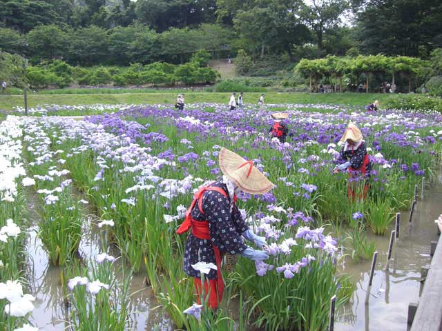 県立大学駅で必ず行きたい ガイド編集部おすすめのその他花の名所スポット まっぷるトラベルガイド