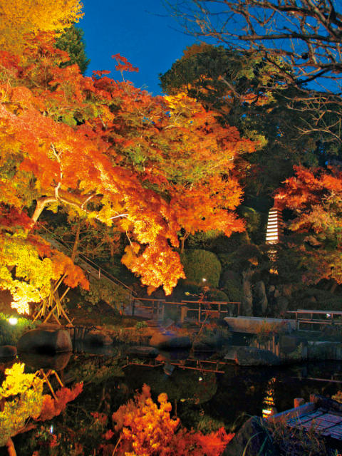 長谷寺の紅葉ライトアップ ー 長谷寺の紅葉ライトアップもオススメ 営業時間 場所 地図等の情報 まっぷるトラベルガイド