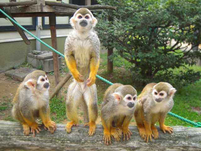 大牟田市動物園の営業時間 場所 地図等の情報 まっぷるトラベルガイド